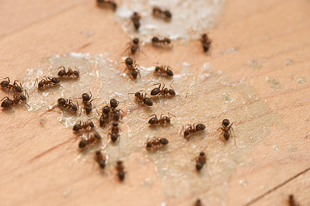 Best Wildlife Control Services  in Ocean City, NJ