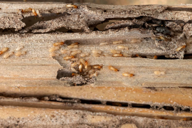 Best Pest Prevention Services  in Ocean City, NJ
